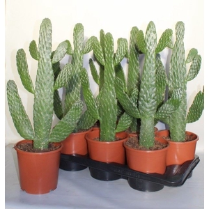 Opuntia