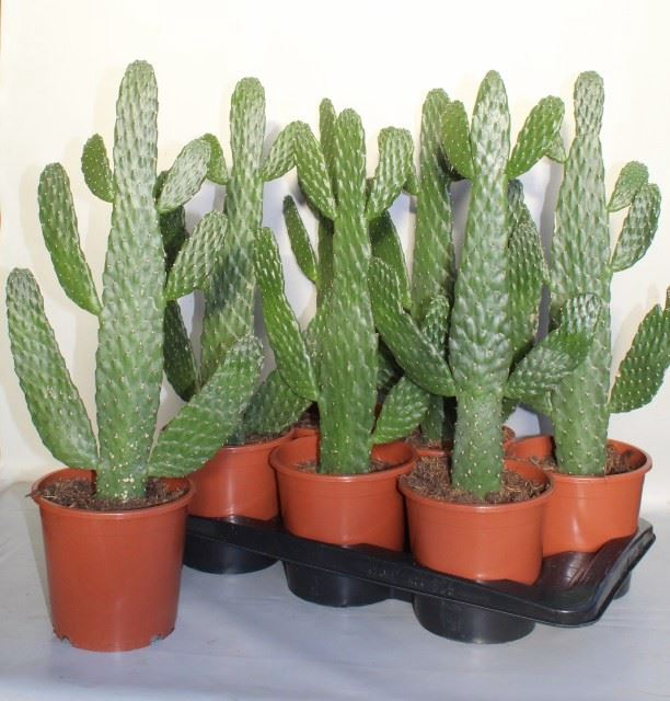 <h4>Opuntia</h4>