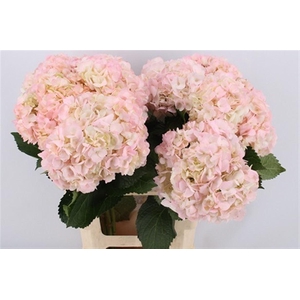Hydr Very Light Pink In Box X12