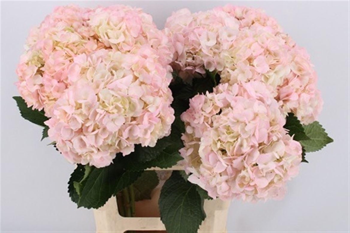 <h4>Hydr Very Light Pink In Box X12</h4>