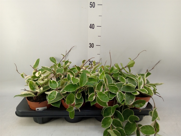 <h4>Hoya carnosa 'Krimson Queen'</h4>