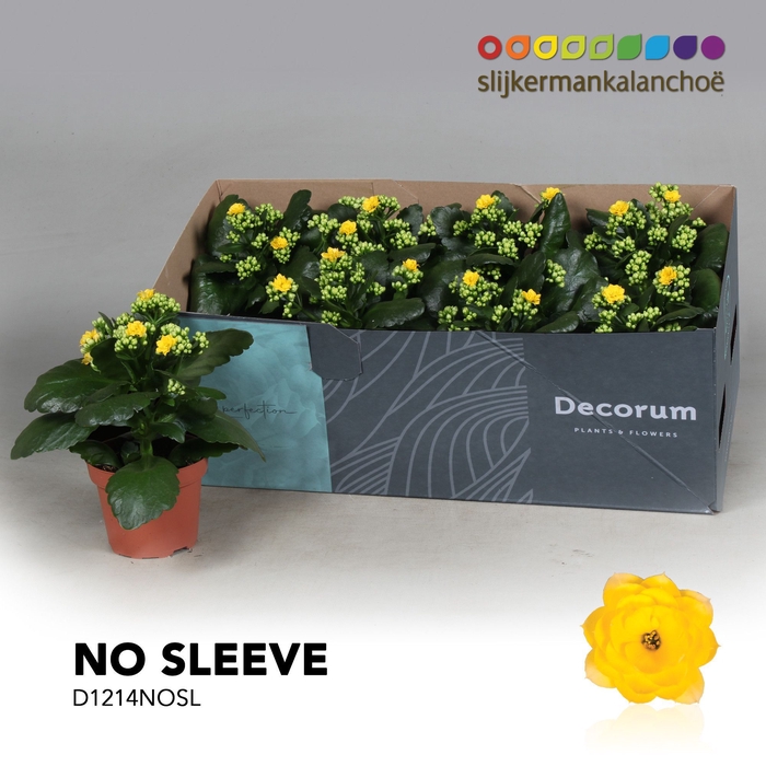 <h4>Kalanchoe No Sleeve - Yellow</h4>