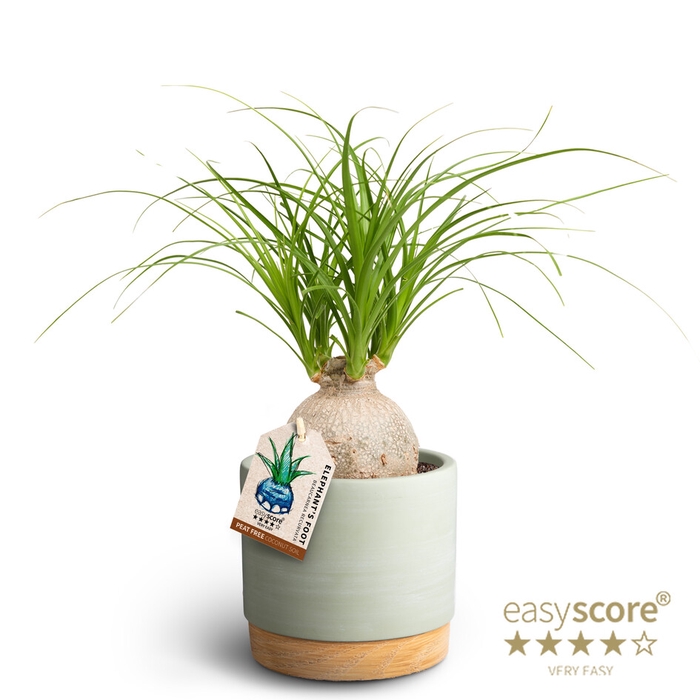 BEAUCARNEA RECURVATA P12