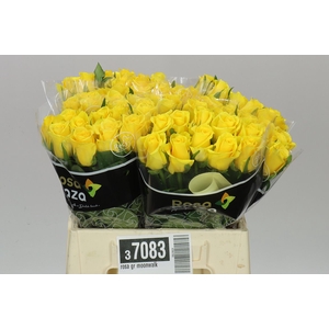 Rosa Gr Moonwalk