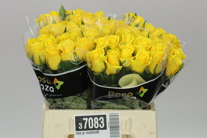 <h4>Rosa Gr Moonwalk</h4>