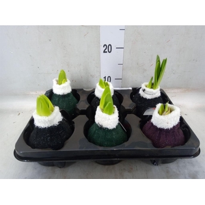 Hippeastrum   ...waxed