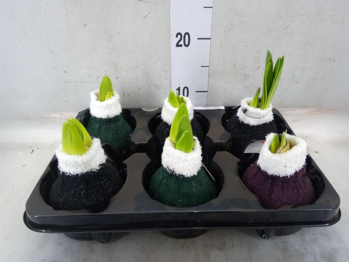 <h4>Hippeastrum ...waxed</h4>