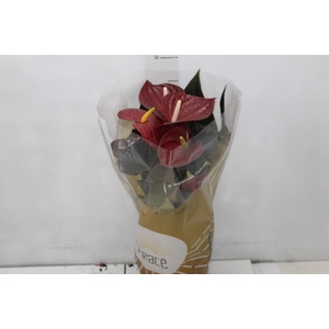 ANTHURIUM DELICATA P17
