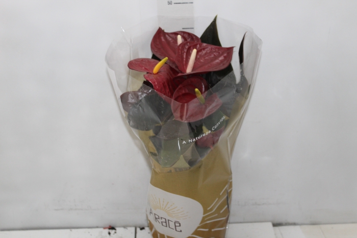 <h4>ANTHURIUM DELICATA P17</h4>
