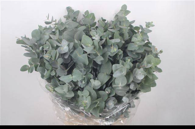 <h4>EUC CINEREA PER BOS</h4>