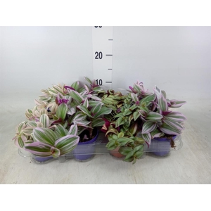 Tradescantia ...mix