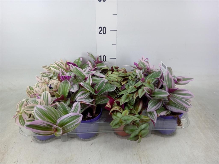 <h4>Tradescantia   ...mix</h4>