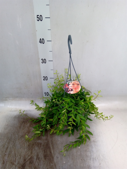 <h4>Aeschynanthus  'Japhrolepis'</h4>
