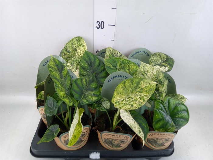 <h4>Alocasia ...</h4>