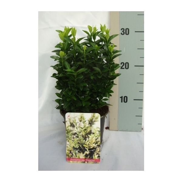 <h4>Euonymus Japonicus 'Francien'</h4>