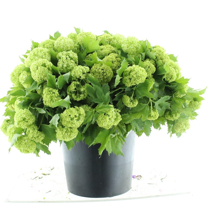 <h4>VIBURNUM ROSEUM 2</h4>