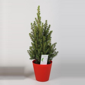 Picea Glauca Conica