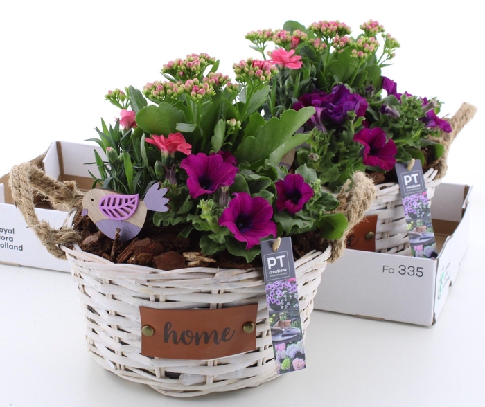 <h4>ARR TUINPLANTEN</h4>