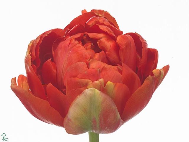 Tu Fr Du Princes Unique