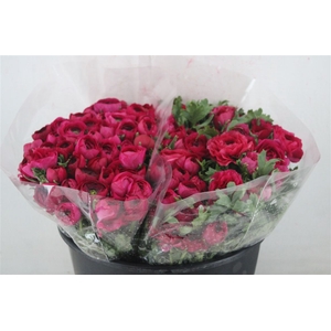 Ran Elegance Hot Pink