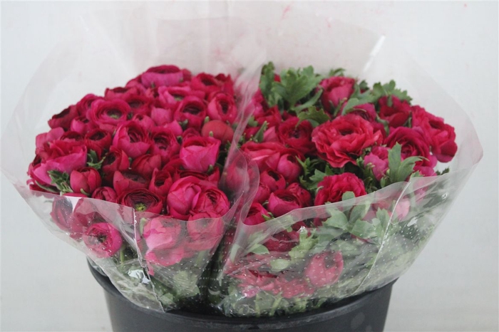 <h4>Ran Elegance Hot Pink</h4>