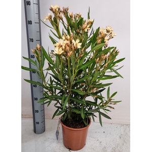 NERI OLEANDER