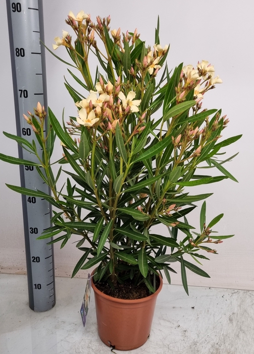 <h4>NERI OLEANDER</h4>