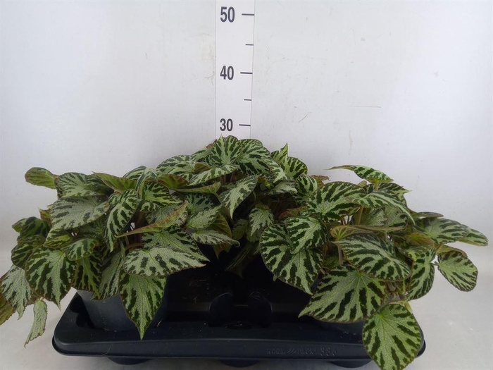 <h4>Begonia BD 'Silver Jewell'</h4>