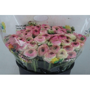 Ran Cloni Sup Felicidade