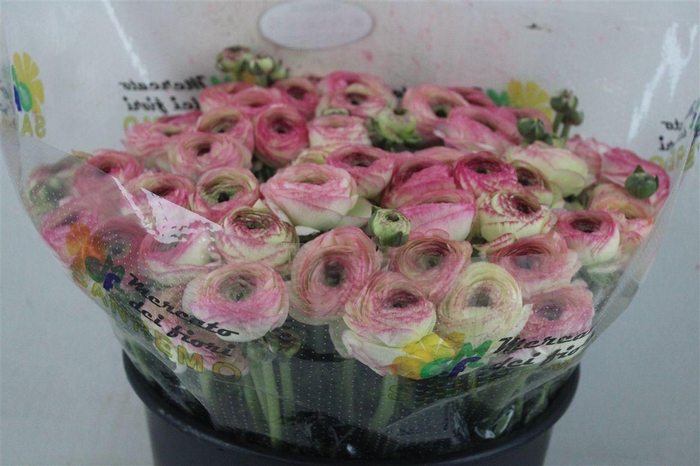 <h4>Ran Cloni Sup Felicidade</h4>