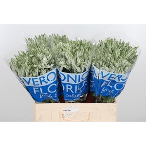 Veron Smart Wave Spray