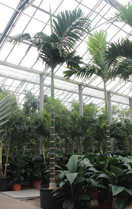 <h4>Areca catechu</h4>