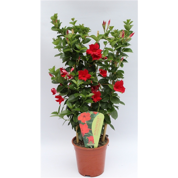 <h4>Mandevilla Sundaville Red rek</h4>