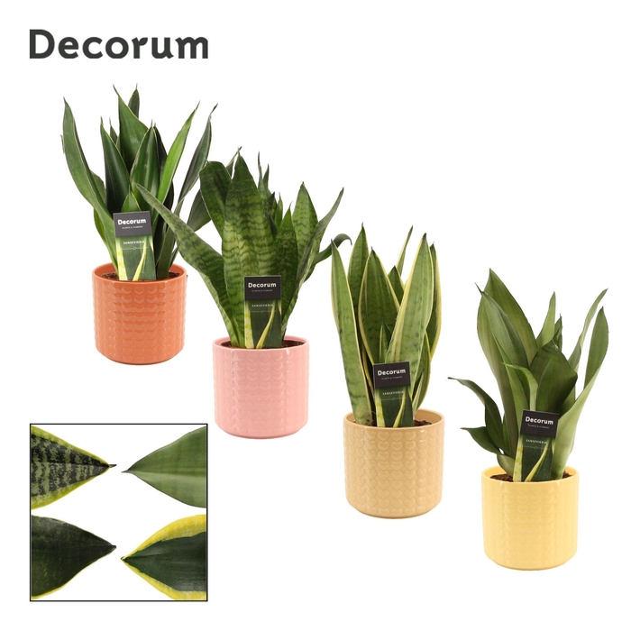 <h4>Sansevieria Super Mix 12 cm in Kaya (Sympathetic moods-collectio</h4>