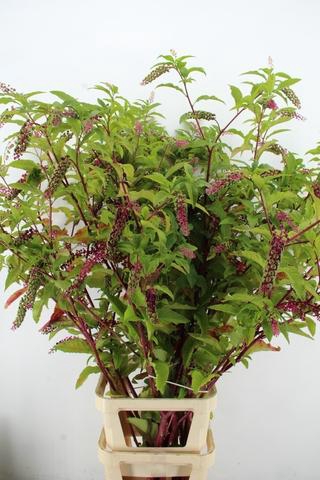 <h4>PHYTOLA AMERICANA XXL</h4>