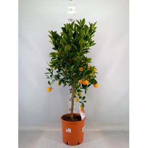 Citrus   ...