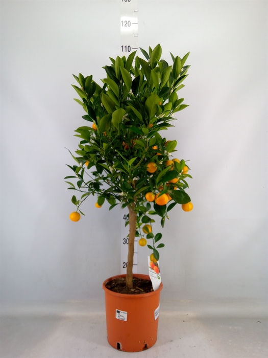 <h4>Citrus   ...</h4>