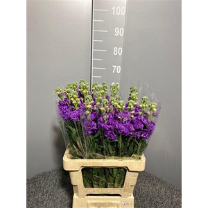 Matth Iron Purple