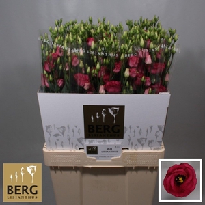 Lisianthus Rosita Red