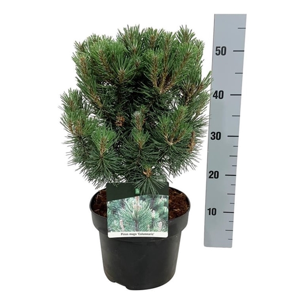 <h4>Pinus mugo 'Columnaris'</h4>