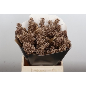 Skimmia Wx Goud