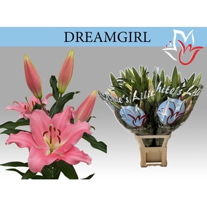 LI OT DREAMGIRL