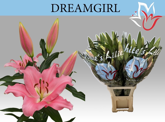 <h4>LI OT DREAMGIRL</h4>