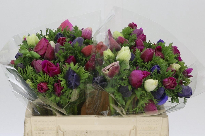 Anemone Mistral Plus Rainbow Mix