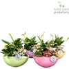 SP005 Eyleen Spring Mix Promo
