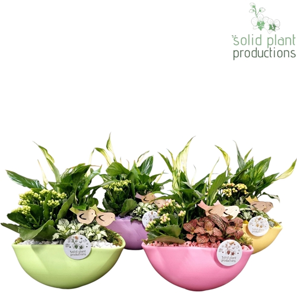 <h4>SP005 Eyleen Spring Mix Promo</h4>