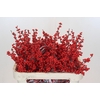 Ilex Rood