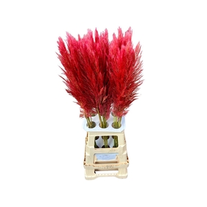 Cortaderia Opgetrokken Rood Stem