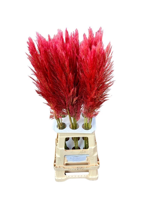 <h4>Cortaderia Opgetrokken Rood Stem</h4>