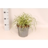vaste planten 19 cm  Carex Feather Falls